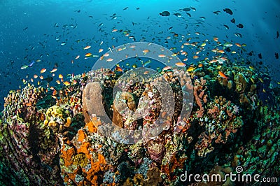 Various reef fishes swim above coral reefs in Gili, Lombok, Nusa Tenggara Barat, Indonesia underwater photo
