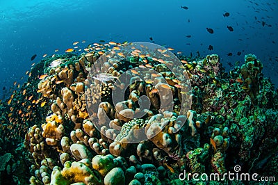 Various reef fishes swim above coral reefs in Gili, Lombok, Nusa Tenggara Barat, Indonesia underwater photo