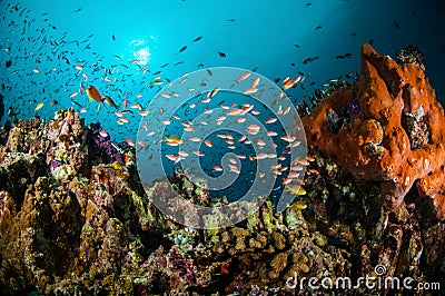 Various reef fishes swimming above the coral reefs in Gili, Lombok, Nusa Tenggara Barat, Indonesia underwater photo