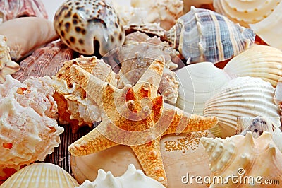 Various sea shells