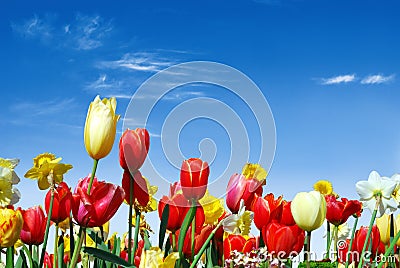 Various spring flowers towards the blue sky