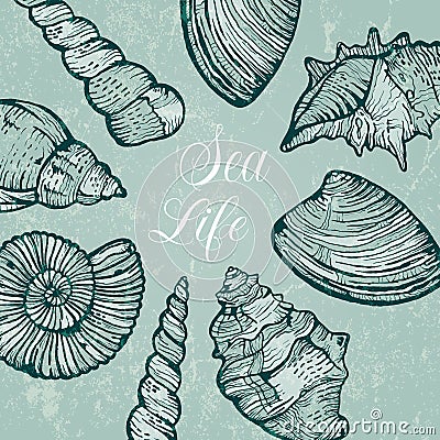 Vector background with sea shells