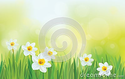 Vector daffodil flowers on sky background.