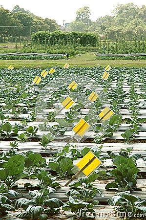 Vegetable farm research