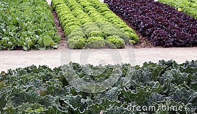 Vegetable garden beds with salad and cale