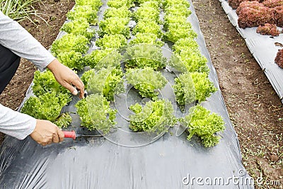 Vegetable garden ,with plastic ground cover