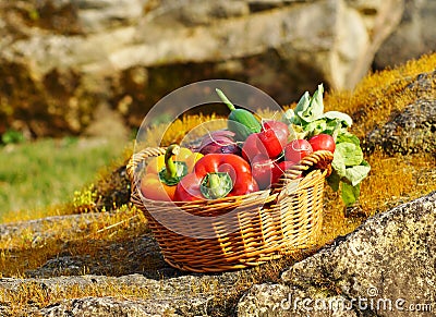 Vegetables in the basket