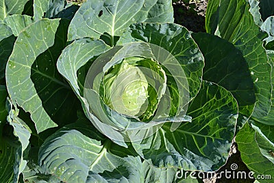Vegetables cabbage greens harvest agriculture plan