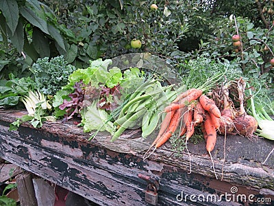 Vegetables - Garden - Gardening - organic food