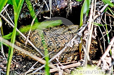 Venomous snake of dry grass and leaves.