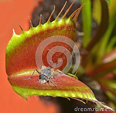 Venus fly trap