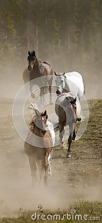 Vertical Line of Horses and Dust