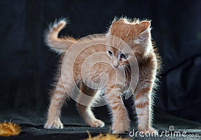 Very angry ginger tiger-kitten