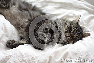 Very cute long haired black and brown tabby cat lying on a white background