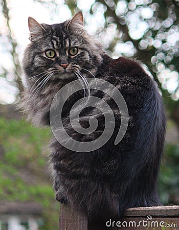 Very handsome cute long haired brown kitten