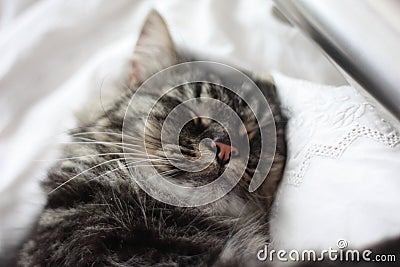 A Very handsome cute long haired brown kitten