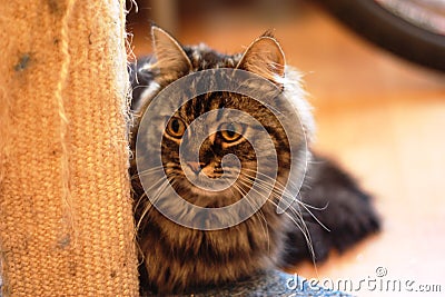 A Very handsome cute long haired brown kitten