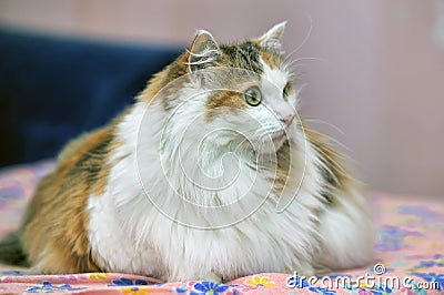Very large fluffy cat