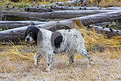 Very Old Llewellin Setter Bird Dog In Field