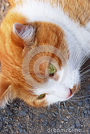 Very sad depressed cat with green eyes.