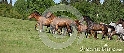 Very various barch of horses running on pasturage