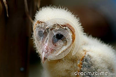 Baby Barn Owl Only a Few Weeks Old.