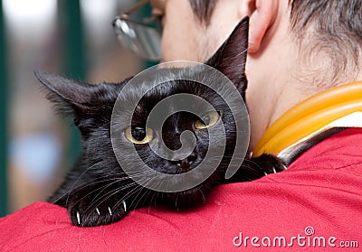 Vet caressing cute black cat