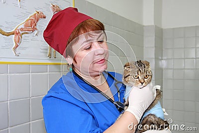 Vet and cat.