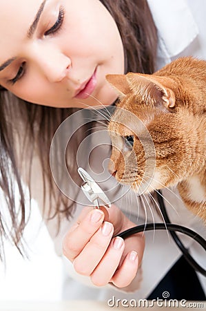 Vet and cat