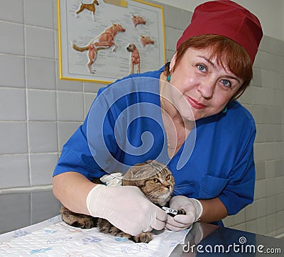 Vet and cat at the clinic.