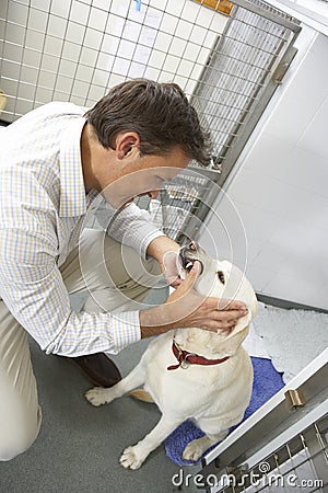 Vet Checking Dog In Pen