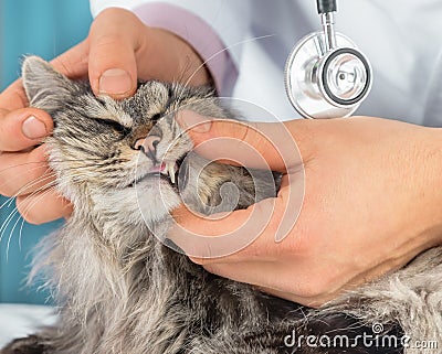 Vet checks the teeth of a cat