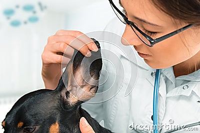 Vet examines ear of dog