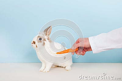 Vet lures a rabbit with carrot