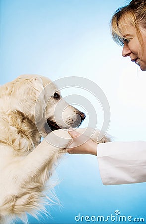 Veterinarian doctor with dog