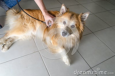 Veterinarian with dog