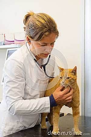 Veterinarian is examination red cat