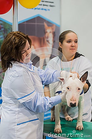 Veterinarian examining dog