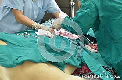 Veterinarian performing an operation on a lion