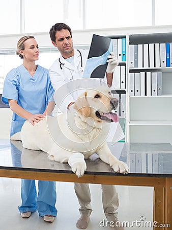 Veterinarians discussing Xray of dog