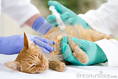 Veterinary giving the vaccine to the little cat