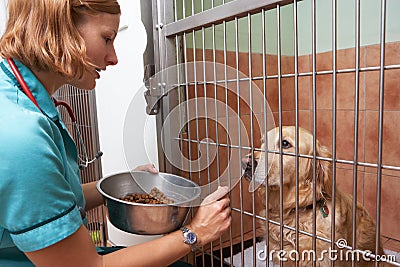 Veterinary Nurse Feeding Dog In Cage