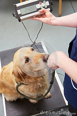 Veterinary Nurse Weighing Dog In Surgery