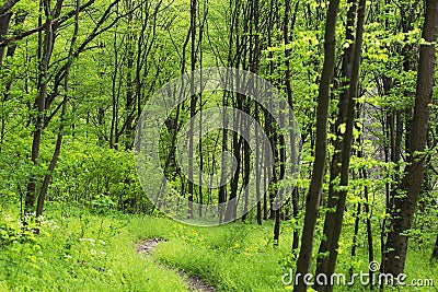 Vibrant green foliage in the forest in spring