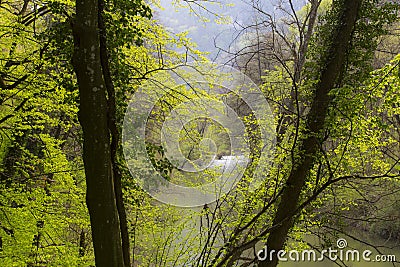 Vibrant green foliage in the forest in spring