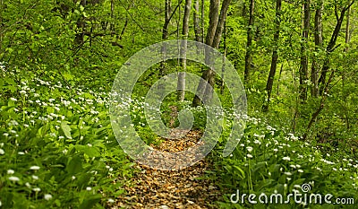 Vibrant green foliage in the forest in spring