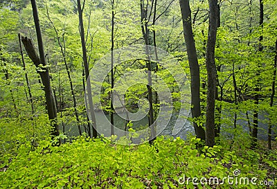 Vibrant green foliage in the forest in spring