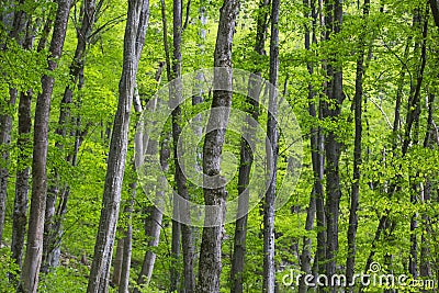 Vibrant green foliage in the forest in spring