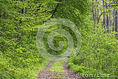 Vibrant green foliage in the forest in spring