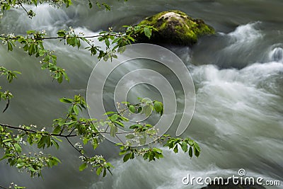 Vibrant green foliage in the forest in spring